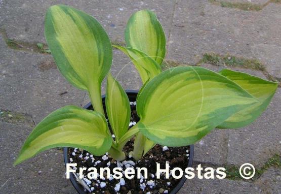 Hosta Dawes