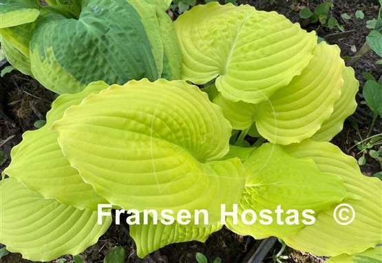 Hosta Dawn's Early Light