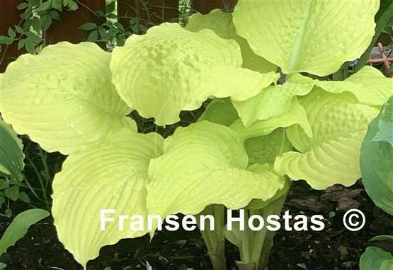 Hosta Dawn's Early Light