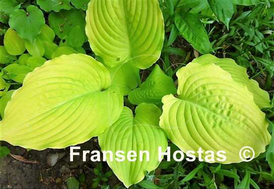 Hosta Dawn's Early Light