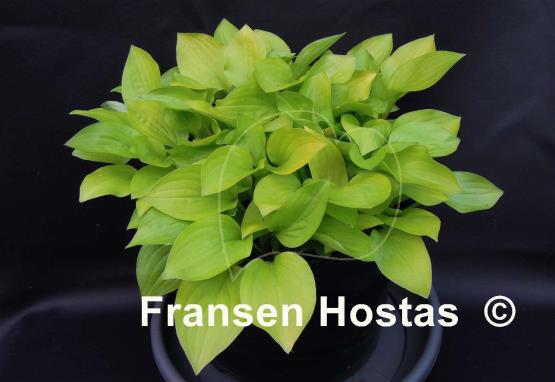 Hosta Dawn