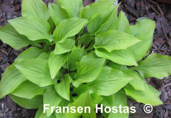 Hosta Dawn
