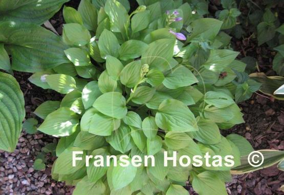 Hosta Dawn