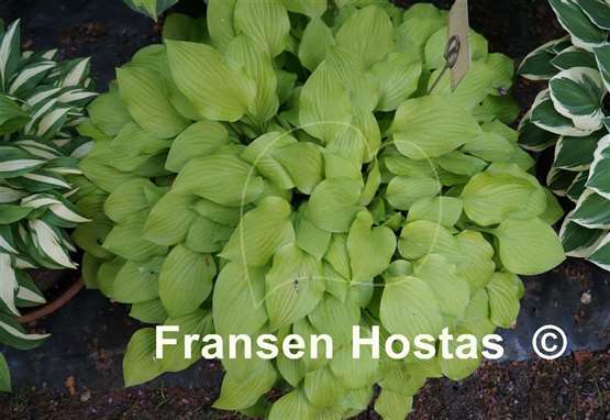 Hosta Dawn