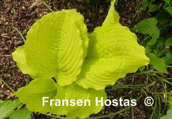 Hosta Dawn's Early Light