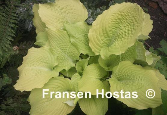 Hosta Dawn's Early Light