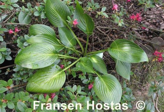 Hosta Dax