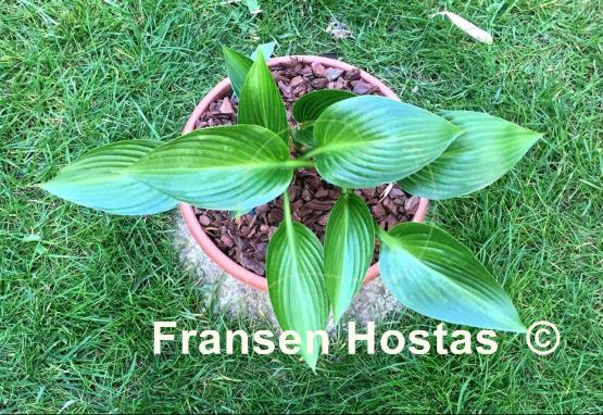 Hosta Dax