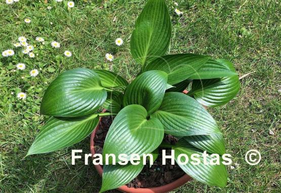 Hosta Dax