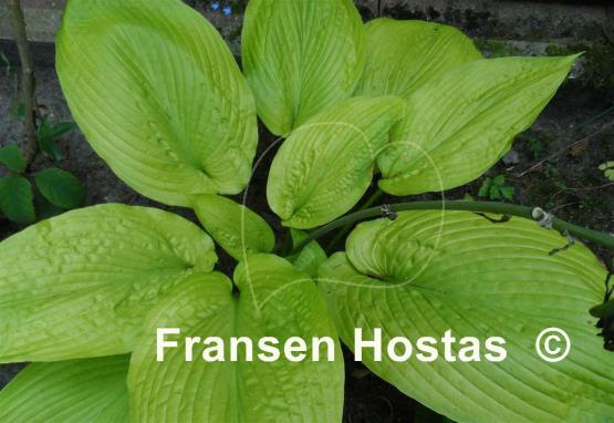 Hosta Daybreak