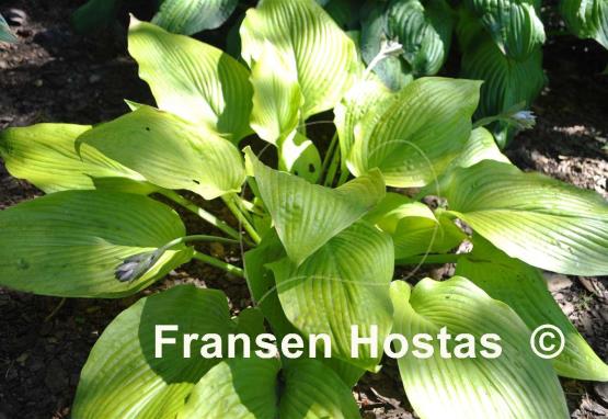 Hosta Daybreak
