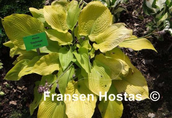 Hosta Daybreak