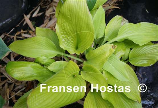 Hosta Daybreak