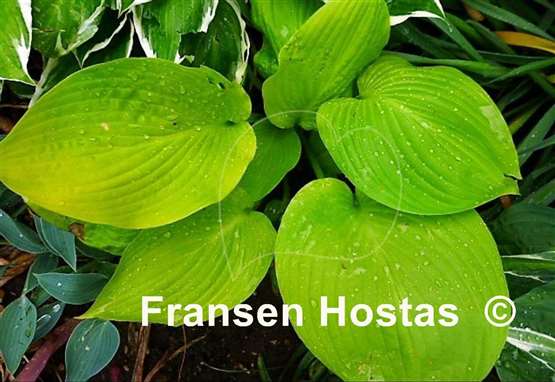 Hosta Daybreak