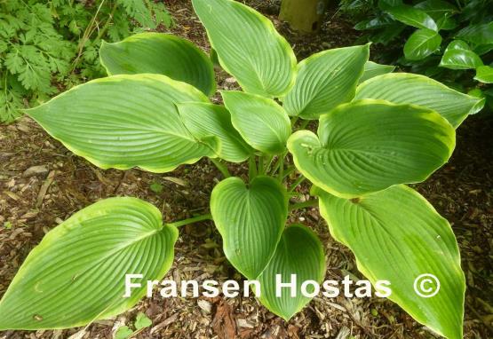 Hosta Day's End