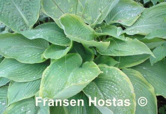 Hosta Day's End