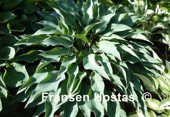 Hosta Deane's Dream