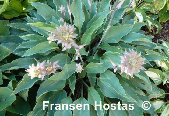 Hosta Deane's Dream