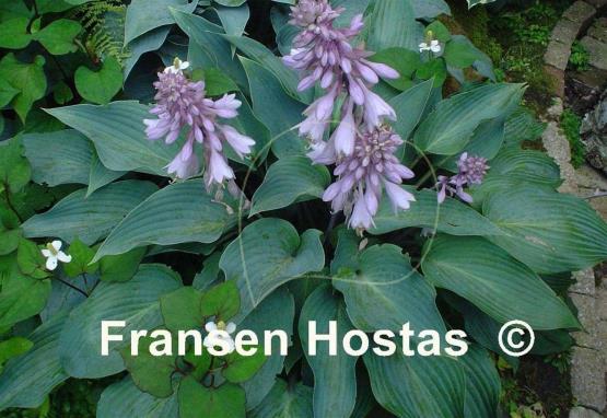 Hosta Deane's Dream