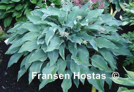 Hosta Deane's Dream