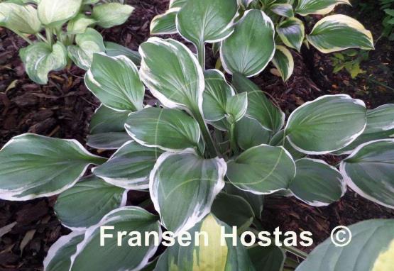 Hosta Decorata