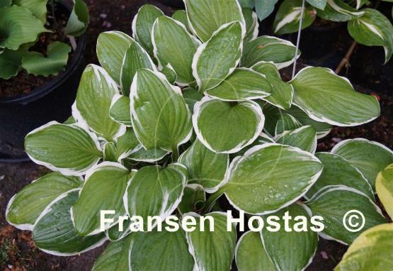 Hosta Decorata