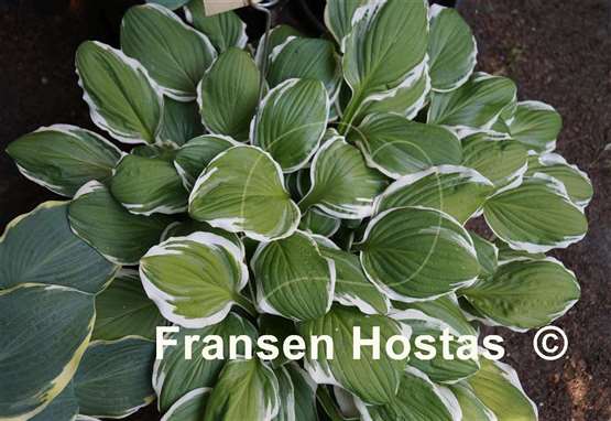 Hosta Decorata