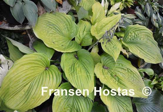 Hosta Dee's Golden Jewel