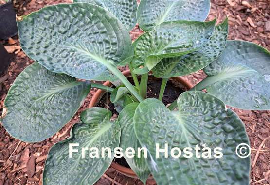Hosta Deep Green Ocean