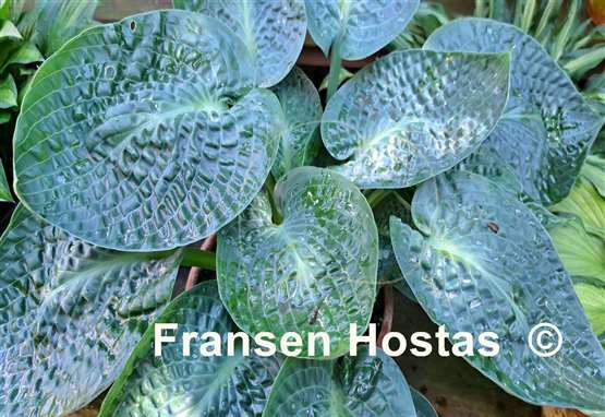 Hosta Deep Green Ocean 