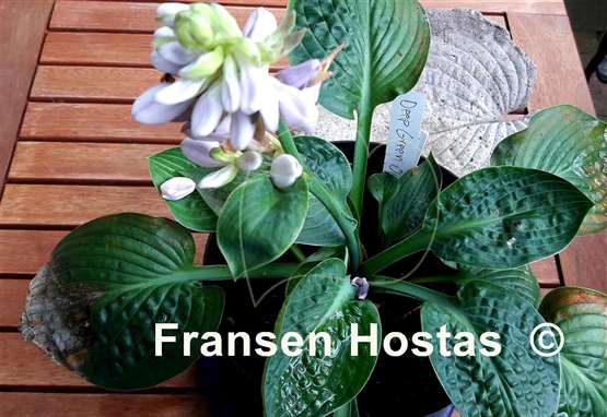Hosta Deep Green Ocean