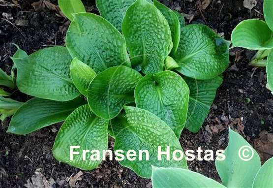 Hosta Deep Pockets