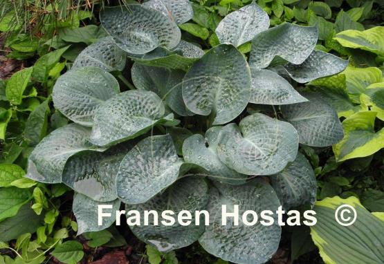 Hosta Deep Blue Sea