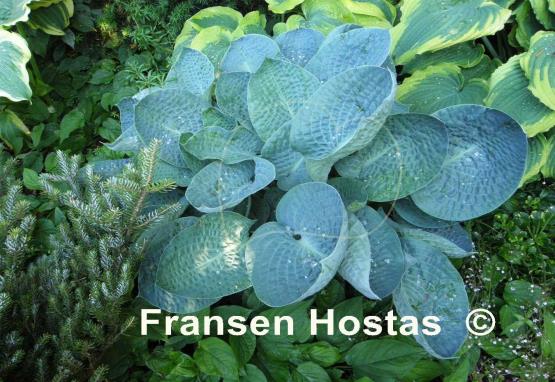 Hosta Deep Blue Sea