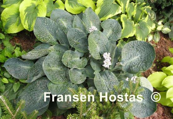 Hosta Deep Blue Sea