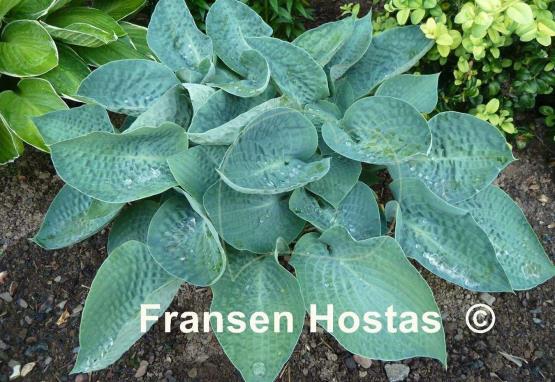 Hosta Deep Blue Sea