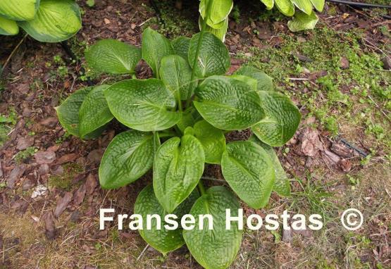 Hosta Deep Pockets