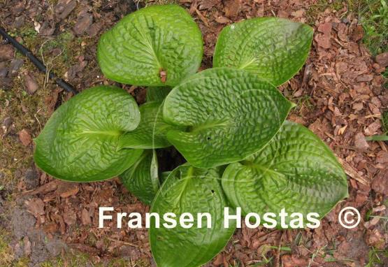 Hosta Deep Pockets