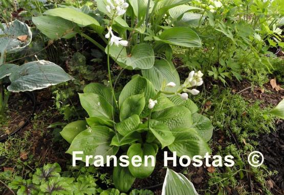 Hosta Deep Pockets