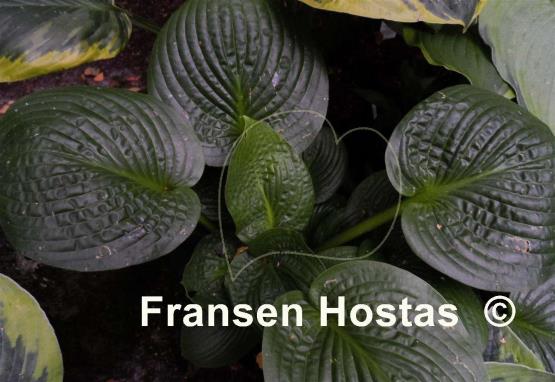 Hosta Deep Pockets