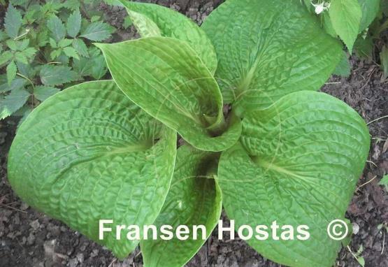 Hosta Deep Pockets
