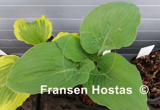 Hosta Deep Waters