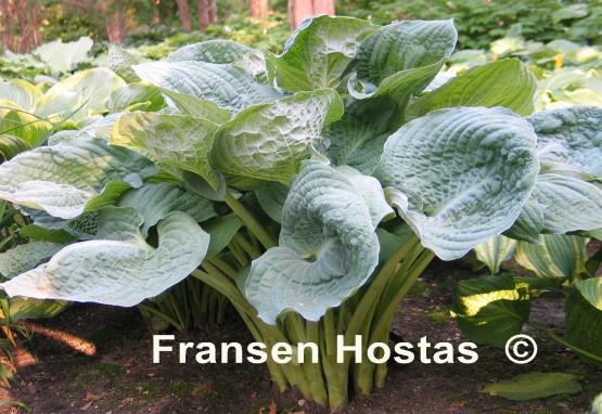 Hosta Deep Waters
