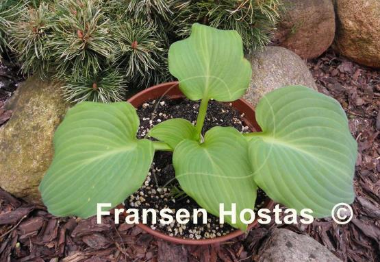 Hosta Deep Waters