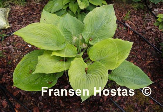 Hosta Dee's Golden Jewel