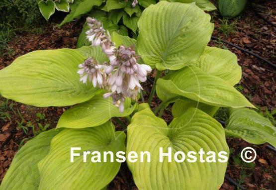 Hosta Dee's Golden Jewel