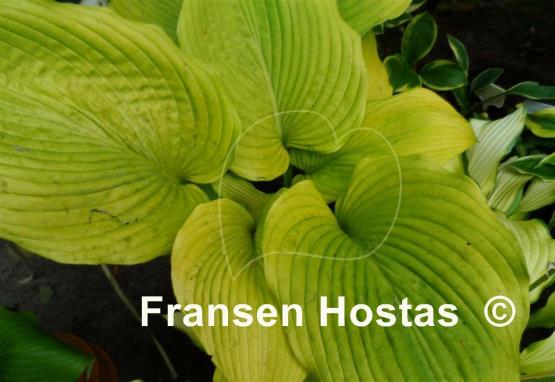 Hosta Dee's Golden Jewel