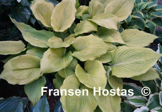 Hosta Dee's Golden Jewel