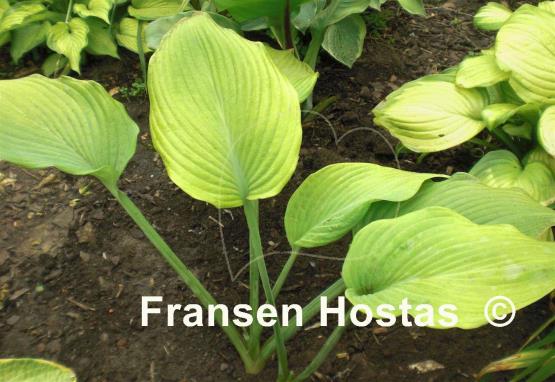 Hosta Dee's Golden Jewel