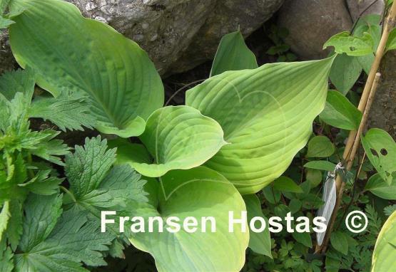Hosta Dee's Golden Jewel